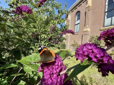 Contando mariposas: 1, 2... 18!!!
