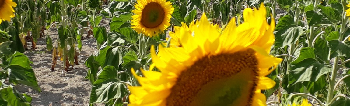 La canicule