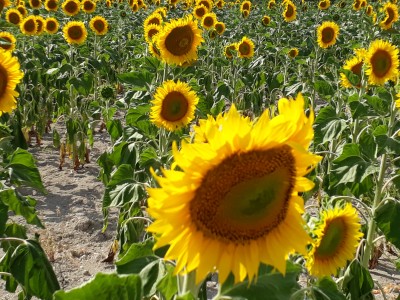 La canicule