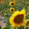 La canicule