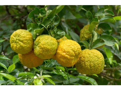 Bergamotjes uit Calabrië
