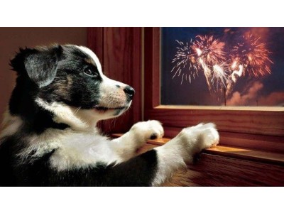 Heerlijk voor de hond; geen vuurwerkoverlast