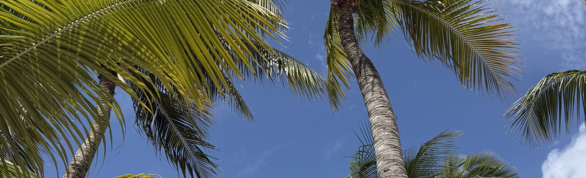 Ontdek de mooie stranden van Curacao met je eigen auto
