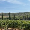 Chateau La Coste: de verplaatsing meer dan waard!