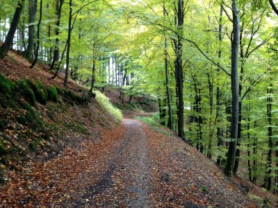 Wandelen in Westfeld – tussen Winterberg en Schmallenberg