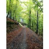 Wandelen in Westfeld – tussen Winterberg en Schmallenberg