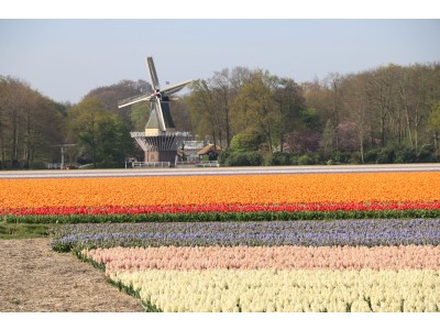 Keukenhof 20 Maart tot 11 Mei 2025