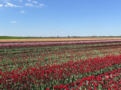 Keukenhof
