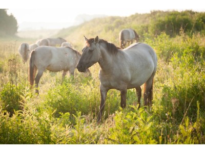 The Slikken: Our own Dutch savannah!