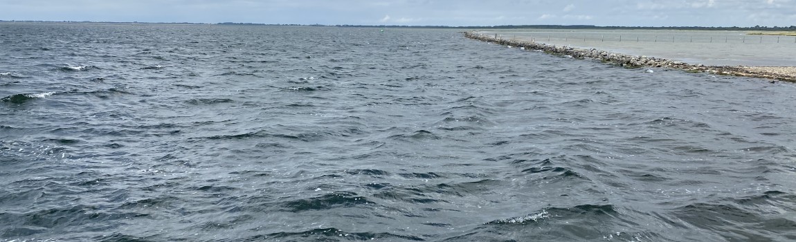 Horseshoe crab tour across the mudflats