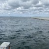 Horseshoe crab tour across the mudflats
