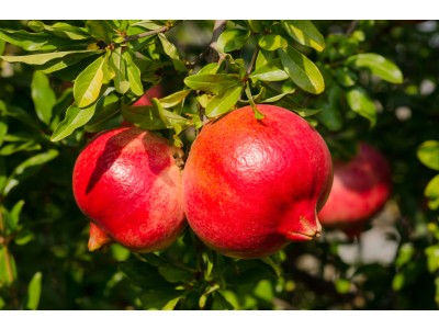 Fruits de notre propre verger.
