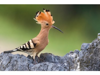Diversidade de aves...