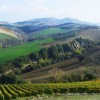 Which wines come from Abruzzo, Italy? Good wineries