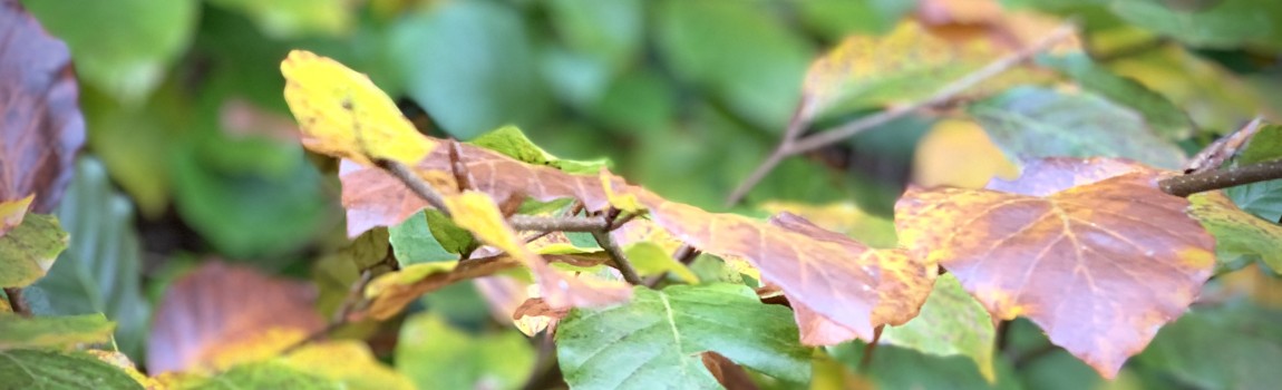 De magie van de herfst: wandel in kleur, geur en paddenstoelen pracht