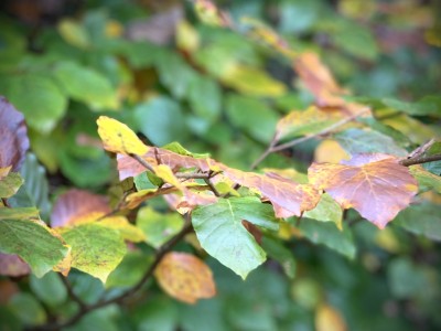 De magie van de herfst: wandel in kleur, geur en paddenstoelen pracht