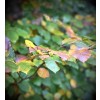 De magie van de herfst: wandel in kleur, geur en paddenstoelen pracht