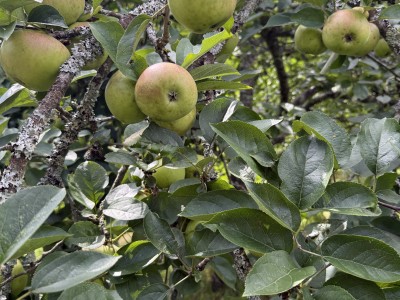 Pourquoi Vianden est un joyau caché en automne