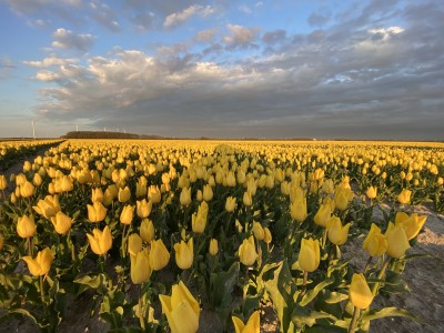 Beleef de Betovering van het Tulpenseizoen bij B&B Voor De Wind