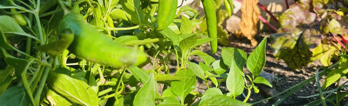 Recept voor Sambal - Feeling hot! hot! hot!