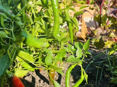 Recept voor Sambal - Feeling hot! hot! hot!