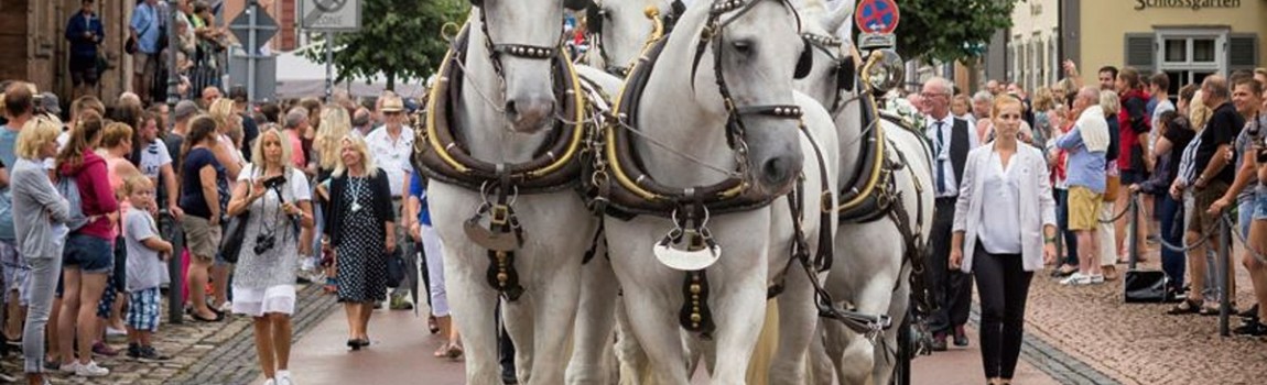 Jaar- en veemarkt in Bad Arolsen