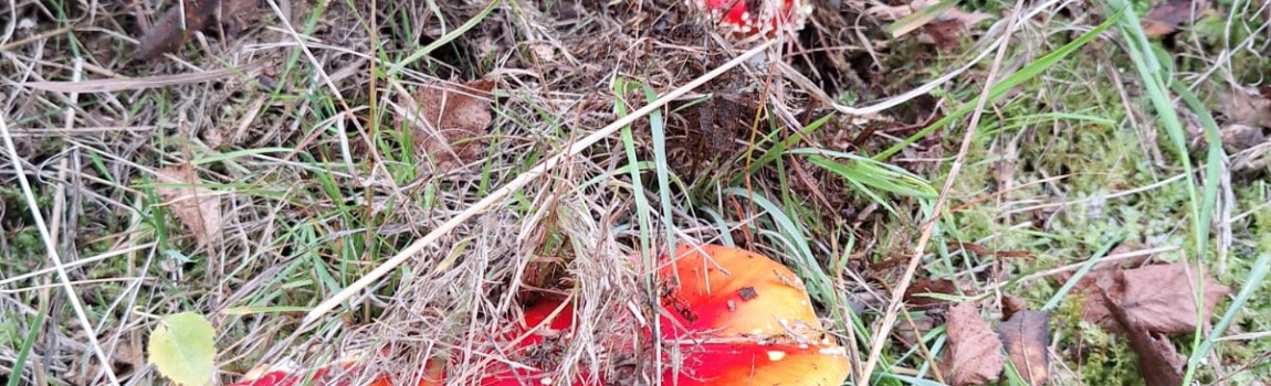 Herfst in het Hochsauerland โ Een Indian Summer dichterbij dan je denkt ๐
