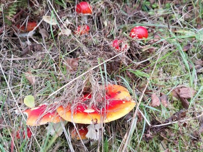 Herbst im Hochsauerland – Ein Indian Summer ganz in der Nähe 🍁