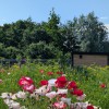 Zomer!