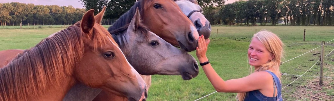 Paarden