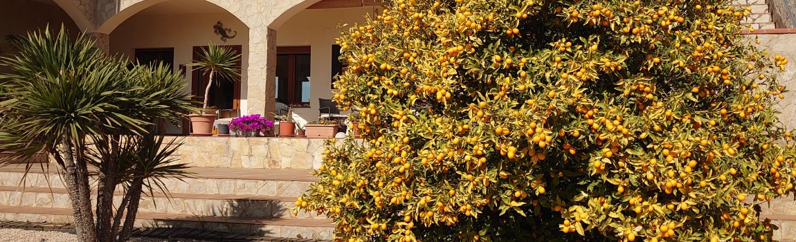 huisdieren (katten en honden)