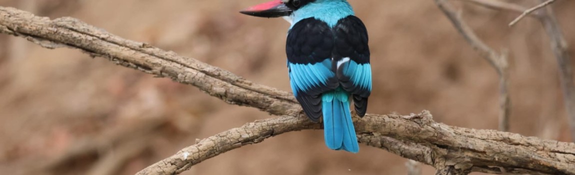 À la découverte des oiseaux du Saloum