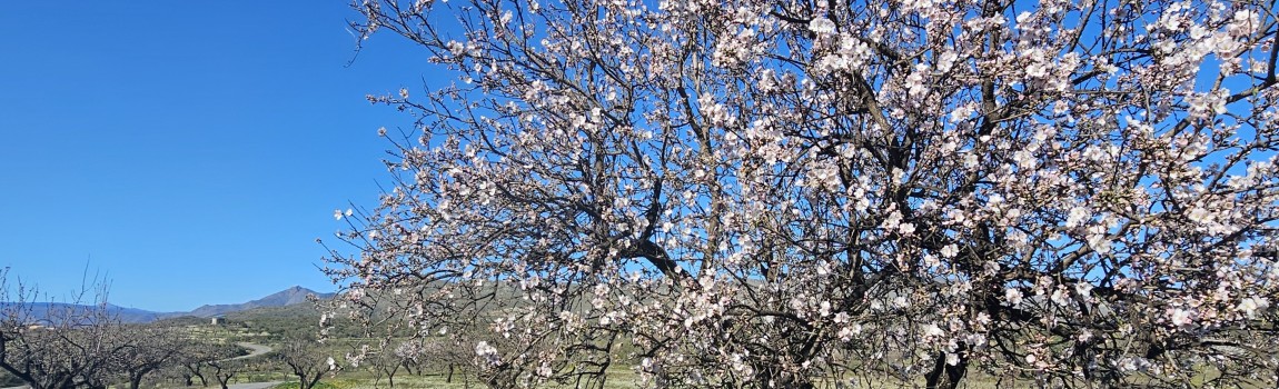 Vakantiehuis Sorbas: amandelbloesem ontdekken