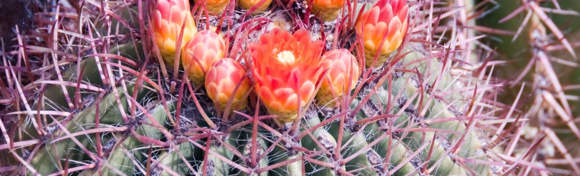 Botanische tuinen