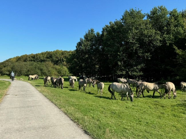 Bij Het Bos 