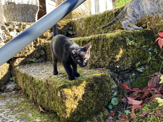 Quinta da Encavalada 