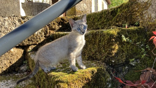 Quinta da Encavalada 