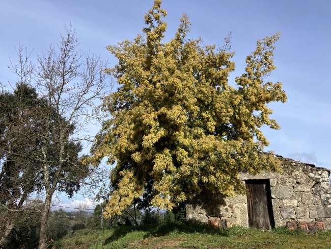 Quinta da Encavalada 