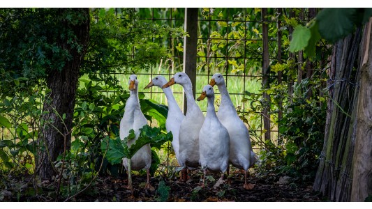 Natuurhuisjes Westerwolde 