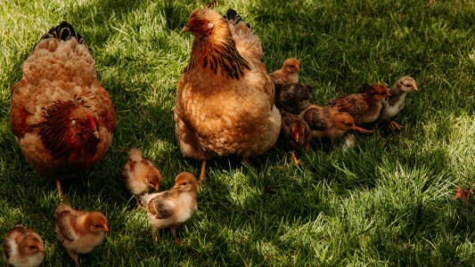 Natuurhuisjes Westerwolde 