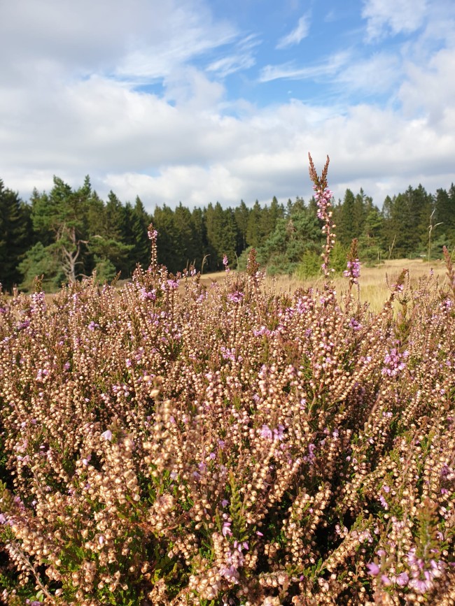 Waldhof Hochsauerland 