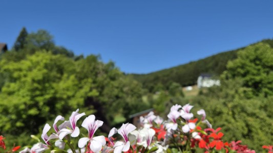 Waldhof Hochsauerland 