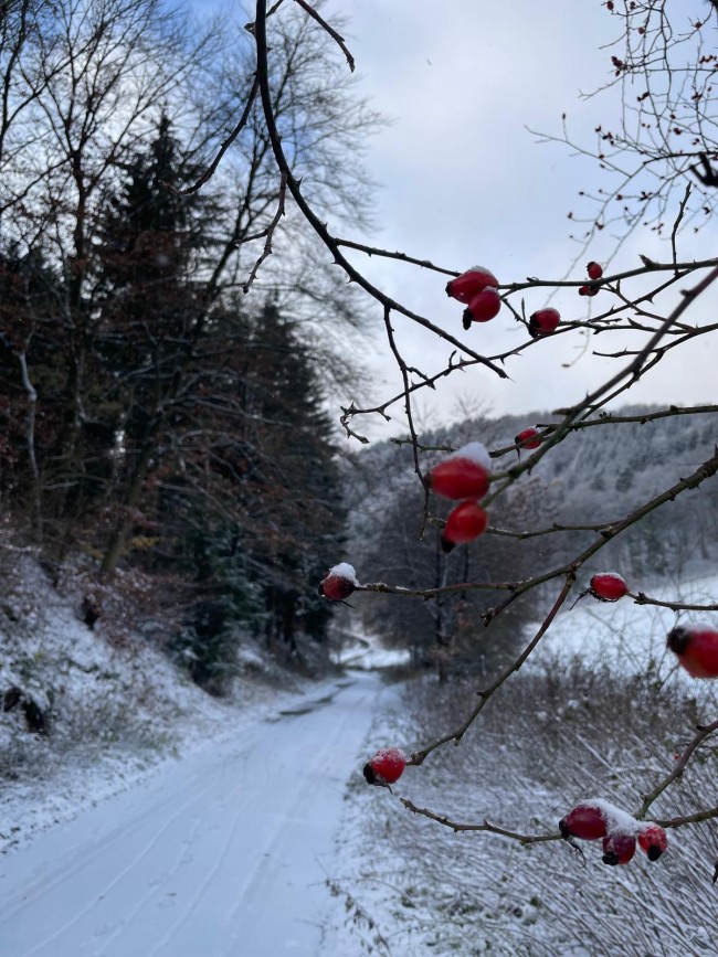 Waldhof Hochsauerland 