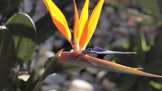 Guesthouse-Moncarapacho 