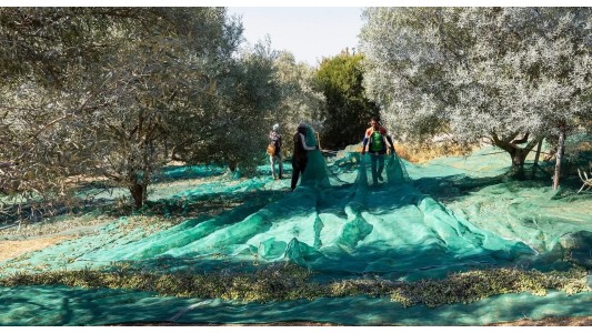 Guesthouse-Moncarapacho 