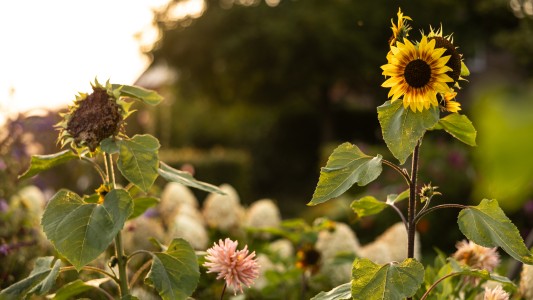 Country Suite Den Oord 