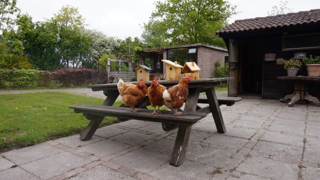 Het schapenlandje 