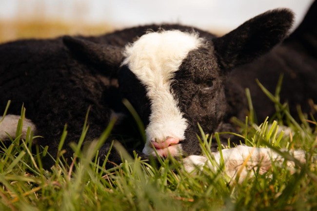 Het schapenlandje 