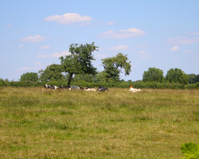 Bed en breakfast Reijmerstok 