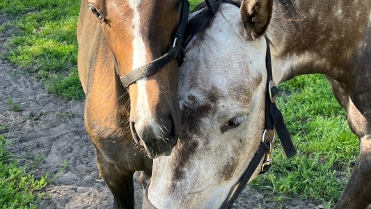 Het Paarse Paard